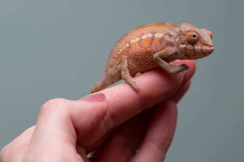 Ambilobe From "Fify-haboka" (AKA Red Silk) x "Ranotrambo-sasasasa" (AKA Summer Storm) - Hatched July 2026 - Female #1