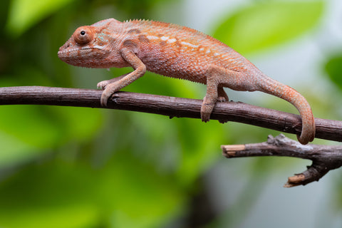 Ambilobe From "Fify-haboka" (AKA Red Silk) x "Ranotrambo-sasasasa" (AKA Summer Storm) - Hatched July 2026 - Female #2