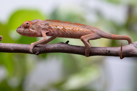 Ambilobe From "Fify-haboka" (AKA Red Silk) x "Ranotrambo-sasasasa" (AKA Summer Storm) - Hatched July 2026 - Female #2