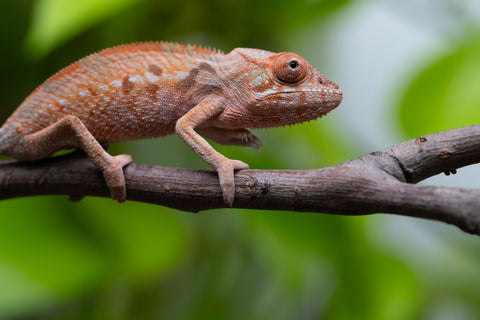 Ambilobe From "Fify-haboka" (AKA Red Silk) x "Ranotrambo-sasasasa" (AKA Summer Storm) - Hatched July 2026 - Female #2
