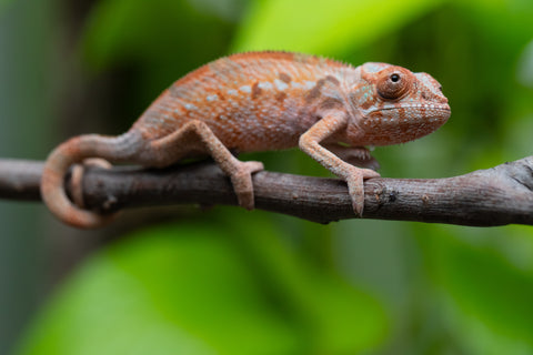Ambilobe From "Fify-haboka" (AKA Red Silk) x "Ranotrambo-sasasasa" (AKA Summer Storm) - Hatched July 2026 - Female #2