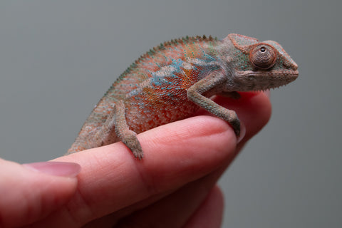 Ambilobe From "Fify-haboka" (AKA Red Silk) x "Ranotrambo-sasasasa" (AKA Summer Storm) - Hatched July 2026 - Male #1