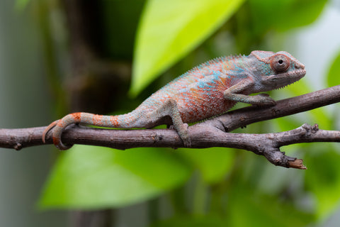 Ambilobe From "Fify-haboka" (AKA Red Silk) x "Ranotrambo-sasasasa" (AKA Summer Storm) - Hatched July 2026 - Male #1