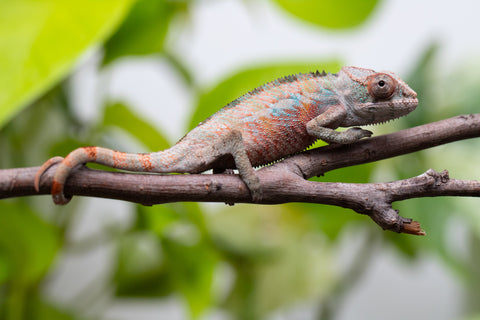 Ambilobe From "Fify-haboka" (AKA Red Silk) x "Ranotrambo-sasasasa" (AKA Summer Storm) - Hatched July 2026 - Male #1