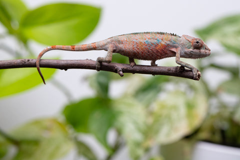 Ambilobe From "Fify-haboka" (AKA Red Silk) x "Ranotrambo-sasasasa" (AKA Summer Storm) - Hatched July 2026 - Male #1