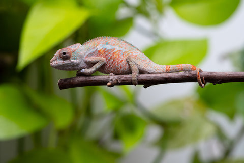 Ambilobe From "Fify-haboka" (AKA Red Silk) x "Ranotrambo-sasasasa" (AKA Summer Storm) - Hatched July 2026 - Male #1
