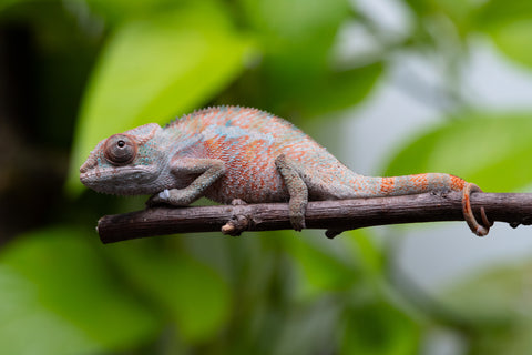 Ambilobe From "Fify-haboka" (AKA Red Silk) x "Ranotrambo-sasasasa" (AKA Summer Storm) - Hatched July 2026 - Male #1