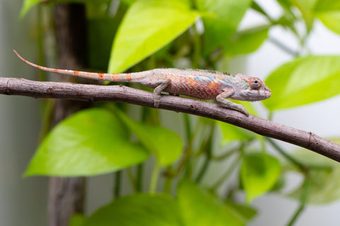 Ambilobe From "Fify-haboka" (AKA Red Silk) x "Ranotrambo-sasasasa" (AKA Summer Storm) - Hatched July 2026 - Male #1