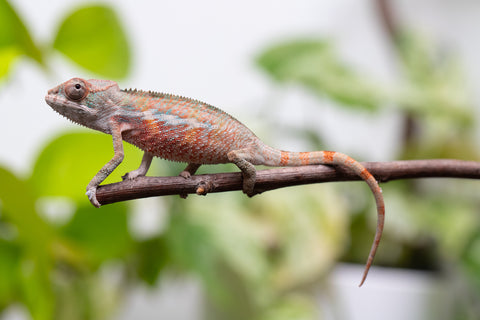 Ambilobe From "Fify-haboka" (AKA Red Silk) x "Ranotrambo-sasasasa" (AKA Summer Storm) - Hatched July 2026 - Male #1