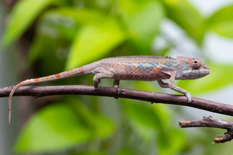 Ambilobe From "Fify-haboka" (AKA Red Silk) x "Ranotrambo-sasasasa" (AKA Summer Storm) - Hatched July 2026 - Male #1