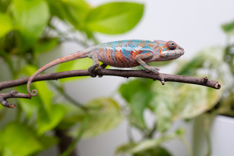 Ambilobe From "Fify-haboka" (AKA Red Silk) x "Ranotrambo-sasasasa" (AKA Summer Storm) - Hatched July 2026 - Male #2