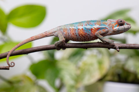 Ambilobe From "Fify-haboka" (AKA Red Silk) x "Ranotrambo-sasasasa" (AKA Summer Storm) - Hatched July 2026 - Male #2
