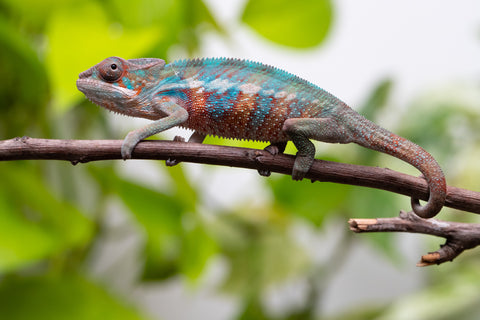 Ambilobe From "Fify-haboka" (AKA Red Silk) x "Ranotrambo-sasasasa" (AKA Summer Storm) - Hatched July 2026 - Male #2