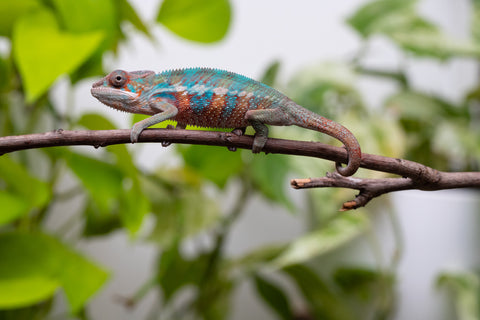 Ambilobe From "Fify-haboka" (AKA Red Silk) x "Ranotrambo-sasasasa" (AKA Summer Storm) - Hatched July 2026 - Male #2