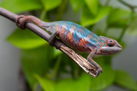 Ambilobe From "Fify-haboka" (AKA Red Silk) x "Ranotrambo-sasasasa" (AKA Summer Storm) - Hatched July 2026 - Male #2