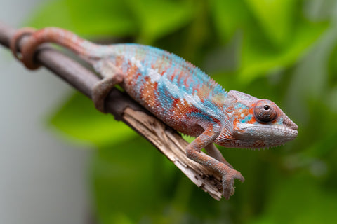 Ambilobe From "Fify-haboka" (AKA Red Silk) x "Ranotrambo-sasasasa" (AKA Summer Storm) - Hatched July 2026 - Male #2