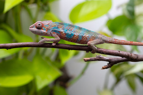 Ambilobe From "Fify-haboka" (AKA Red Silk) x "Ranotrambo-sasasasa" (AKA Summer Storm) - Hatched July 2026 - Male #2