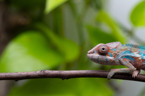 Ambilobe From "Fify-haboka" (AKA Red Silk) x "Ranotrambo-sasasasa" (AKA Summer Storm) - Hatched July 2026 - Male #2