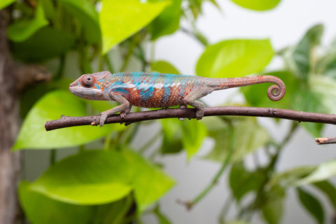 Ambilobe From "Fify-haboka" (AKA Red Silk) x "Ranotrambo-sasasasa" (AKA Summer Storm) - Hatched July 2026 - Male #2