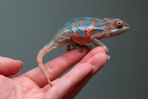 Ambilobe From "Fify-haboka" (AKA Red Silk) x "Ranotrambo-sasasasa" (AKA Summer Storm) - Hatched July 2026 - Male #2