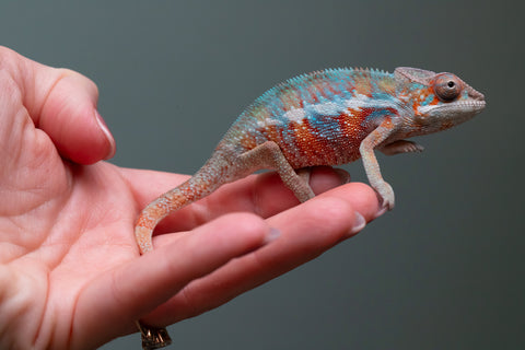 Ambilobe From "Fify-haboka" (AKA Red Silk) x "Ranotrambo-sasasasa" (AKA Summer Storm) - Hatched July 2026 - Male #2