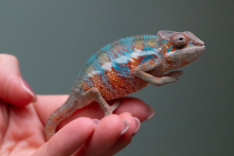 Ambilobe From "Fify-haboka" (AKA Red Silk) x "Ranotrambo-sasasasa" (AKA Summer Storm) - Hatched July 2026 - Male #2