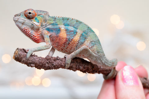 Holdbacks/Individuals: Ambilobe Offspring From "Fify-haboka" (AKA Red Silk) x "Vola" (AKA Silver) - Hatched Jan 2026 - Male #1