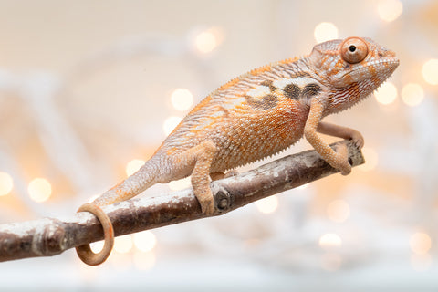 Holdbacks/Individuals: Ambilobe Offspring From "Fify-haboka" (AKA Red Silk) x "Vola" (AKA Silver) - Hatched Dec 2025 - Female #1