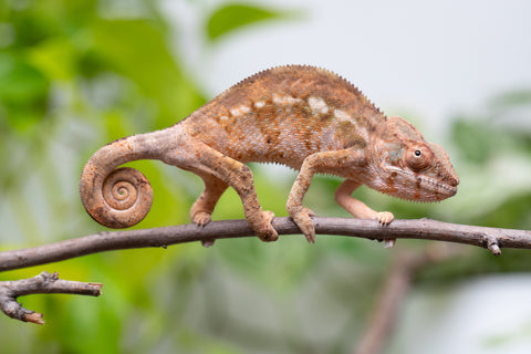 Ambilobe From "Fify-haboka" (AKA Red Silk) x "Vola" (AKA Silver) - Hatched Dec 2025 - Female #2