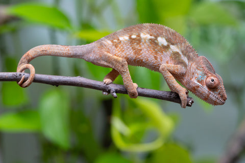 Ambilobe From "Fify-haboka" (AKA Red Silk) x "Vola" (AKA Silver) - Hatched Dec 2025 - Female #2