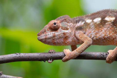 Ambilobe From "Fify-haboka" (AKA Red Silk) x "Vola" (AKA Silver) - Hatched Dec 2025 - Female #2