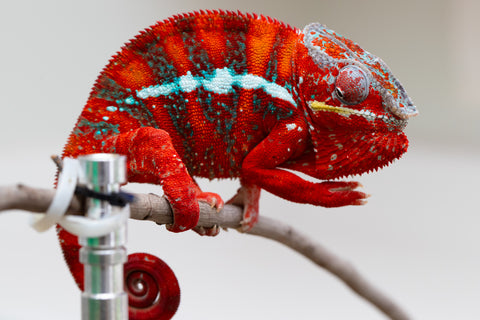 Pre-Order: Premiere 3-Way Locale Cross group from "Famirapiratana" (AKA Brilliance) x "Pearl" - Hatched October 2025 - Ready to Ship: December