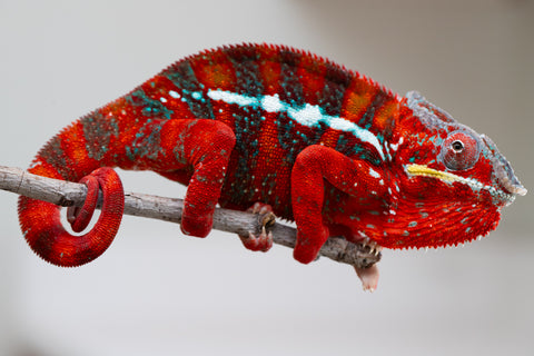 Pre-Order: Premiere 3-Way Locale Cross group from "Famirapiratana" (AKA Brilliance) x "Pearl" - Hatched October 2025 - Ready to Ship: December