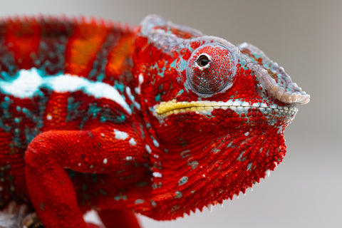 Pre-Order: Premiere 3-Way Locale Cross group from "Famirapiratana" (AKA Brilliance) x "Pearl" - Hatched October 2025 - Ready to Ship: December