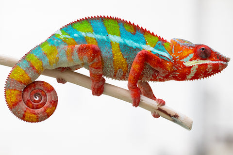 Pre-Order: Ambilobe group from "Fanaperana" (AKA Pristine) x "Raozy-rano" (AKA Rose Water) - Hatched November 2025 - Ready to Ship: Jan - Feb