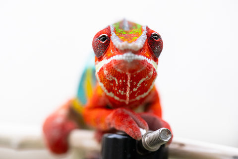 Pre-Order: Ambilobe group from "Fanaperana" (AKA Pristine) x "Raozy-rano" (AKA Rose Water) - Hatched November 2025 - Ready to Ship: Jan - Feb