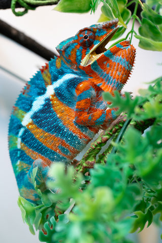 Pre-Order: Ambilobe Group From "Fantara-makara" (AKA Star Gazer) x "Bahary-anina" (AKA Sea Breeze) - Hatched Aug - Sept 2026 - Ready to Ship Oct - Nov