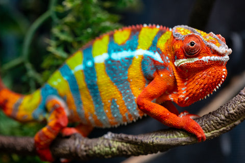 Pre-Order: Ambilobe Group From "Fiadanana" (Tranquility) x "Safo-drano" (AKA Deluge) - Hatched May 2026 - Ready to Ship August
