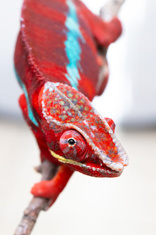 Pre-Order: Premiere Ambilobe group from "Fify-haboka" (AKA Red Silk) x "Vola" (AKA Silver) - Hatched Sept 2025 - Ready to Ship: Dec/Jan