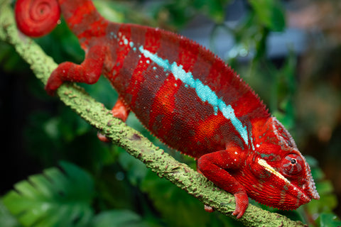Pre-Order: Premiere Ambilobe group from "Fify-haboka" (AKA Red Silk) x "Vola" (AKA Silver) - Hatched Sept 2025 - Ready to Ship: Dec/Jan