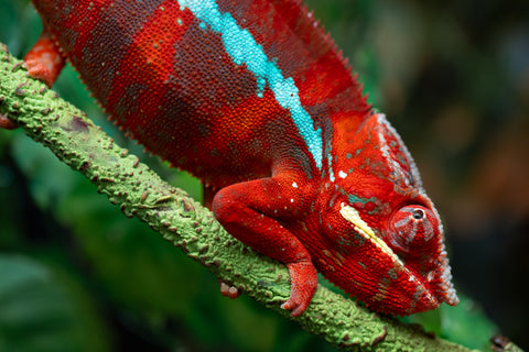 Pre-Order: Premiere Ambilobe group from "Fify-haboka" (AKA Red Silk) x "Vola" (AKA Silver) - Hatched Sept 2025 - Ready to Ship: Dec/Jan