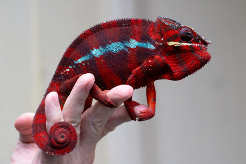 Pre-Order: Ambilobe Group From "Fify-haboka" (AKA Red Silk) x "Vola" (AKA Silver) - Hatched January 2026 - Ready to Ship April - May