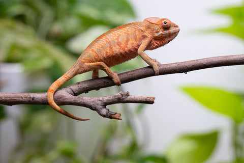 Ambilobe From "Hamy-nofy" (AKA Sweet Dream) x "Dorehitra-mananotena" (AKA Red Widow) - Hatched July 2026 - Female #1