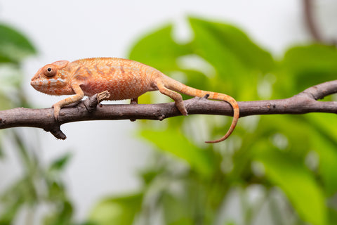 Ambilobe From "Hamy-nofy" (AKA Sweet Dream) x "Dorehitra-mananotena" (AKA Red Widow) - Hatched July 2026 - Female #1