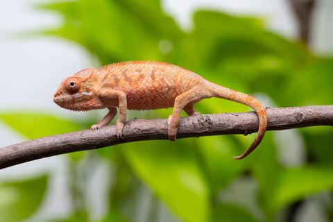 Ambilobe From "Hamy-nofy" (AKA Sweet Dream) x "Dorehitra-mananotena" (AKA Red Widow) - Hatched July 2026 - Female #1