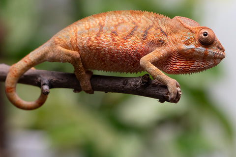 Ambilobe From "Hamy-nofy" (AKA Sweet Dream) x "Dorehitra-mananotena" (AKA Red Widow) - Hatched July 2026 - Female #1