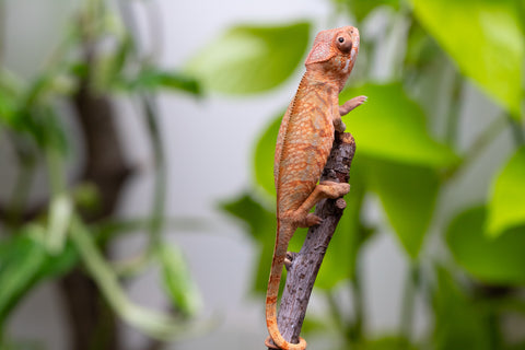 Ambilobe From "Hamy-nofy" (AKA Sweet Dream) x "Dorehitra-mananotena" (AKA Red Widow) - Hatched July 2026 - Female #1