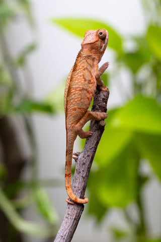 Ambilobe From "Hamy-nofy" (AKA Sweet Dream) x "Dorehitra-mananotena" (AKA Red Widow) - Hatched July 2026 - Female #1