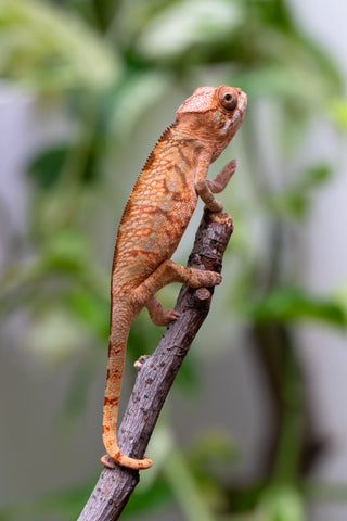 Ambilobe From "Hamy-nofy" (AKA Sweet Dream) x "Dorehitra-mananotena" (AKA Red Widow) - Hatched July 2026 - Female #1
