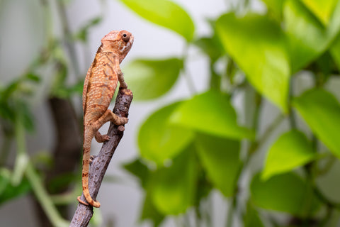 Ambilobe From "Hamy-nofy" (AKA Sweet Dream) x "Dorehitra-mananotena" (AKA Red Widow) - Hatched July 2026 - Female #1